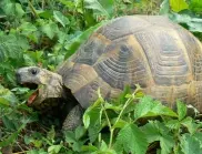 Щастлив край: Спасен е центърът за костенурки в село Баня 