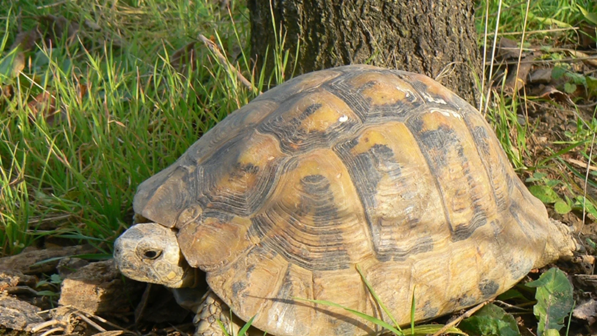 Какво ще стане с единствения център за спасяване на костенурки в България? (ВИДЕО)