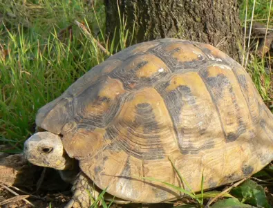 Какво ще стане с единствения център за спасяване на костенурки в България? (ВИДЕО)