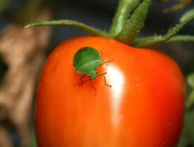 Против миризливки по доматите: Кои препарати са най-ефективни