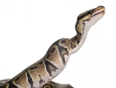 Коя е най-опасната змия в света?