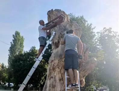 Вековно дърво в Плевен ще указва историческите и културни забележителности