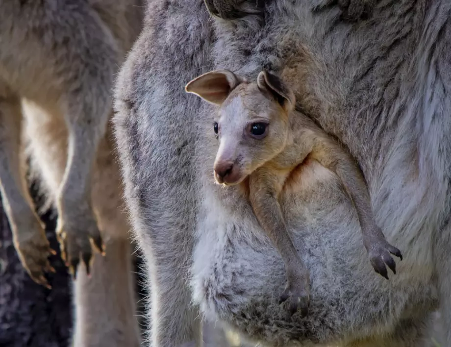 Как расте бебето кенгуру в торбата на майка си? (ВИДЕО)