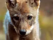 VIASAT NATURE: Вълкът – скитникът без граници в сезона на дивата Европа