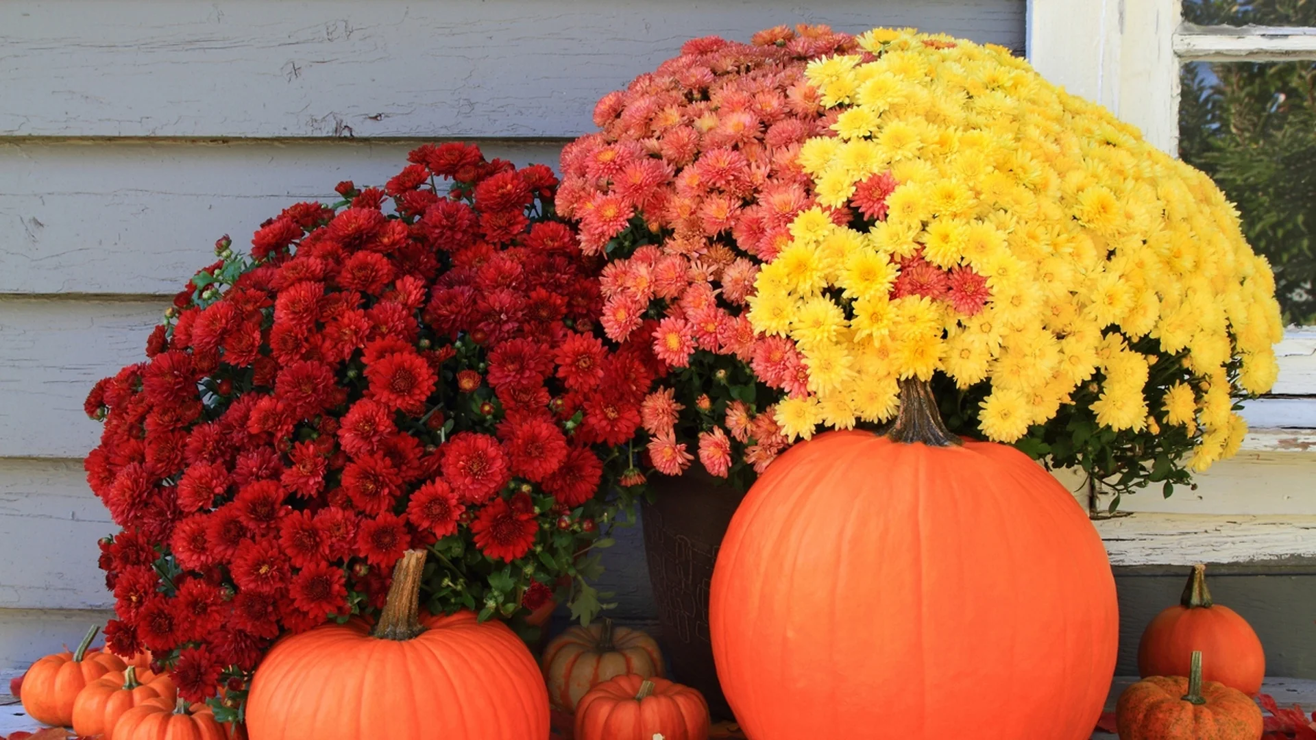 Красиви ЕСЕННИ цветя за вашата градина през ноември