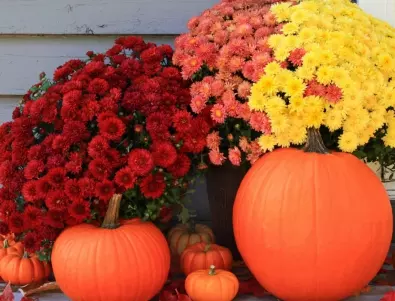Красиви ЕСЕННИ цветя за вашата градина през ноември