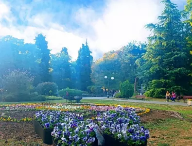 40 хиляди нови цветя разкрасиха Стара Загора