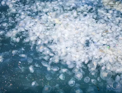 Черно море се напълни с хиляди медузи (ВИДЕО)