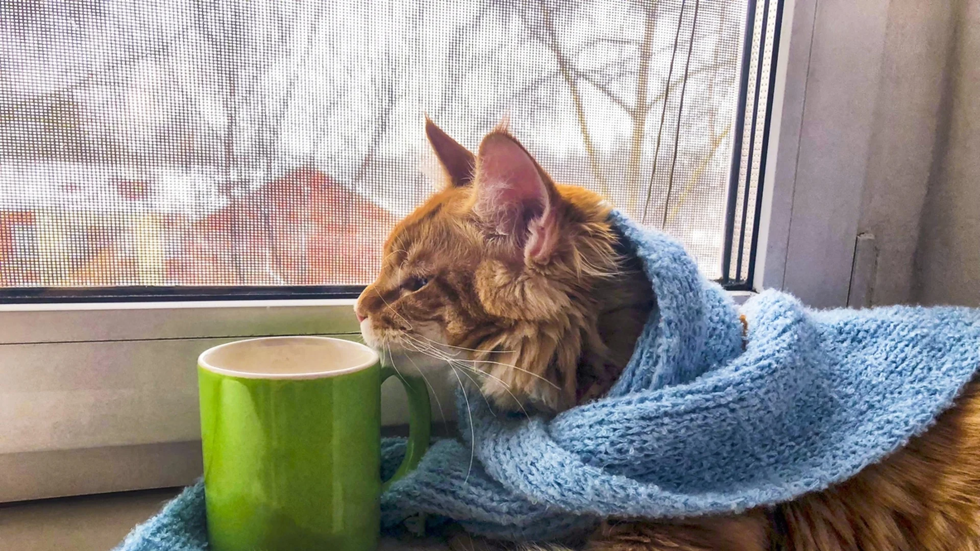 Лекар: Всеки трябва да пие този чай през зимата