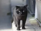 Нещастни зодии - не една, а цяло котило черни котки ще им минат път днес!