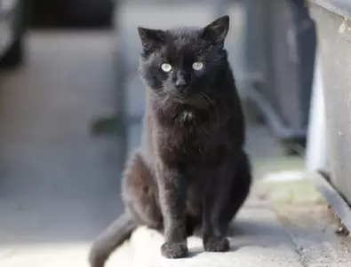 Наистина ли черните котки носят лош късмет: релност и суеверия