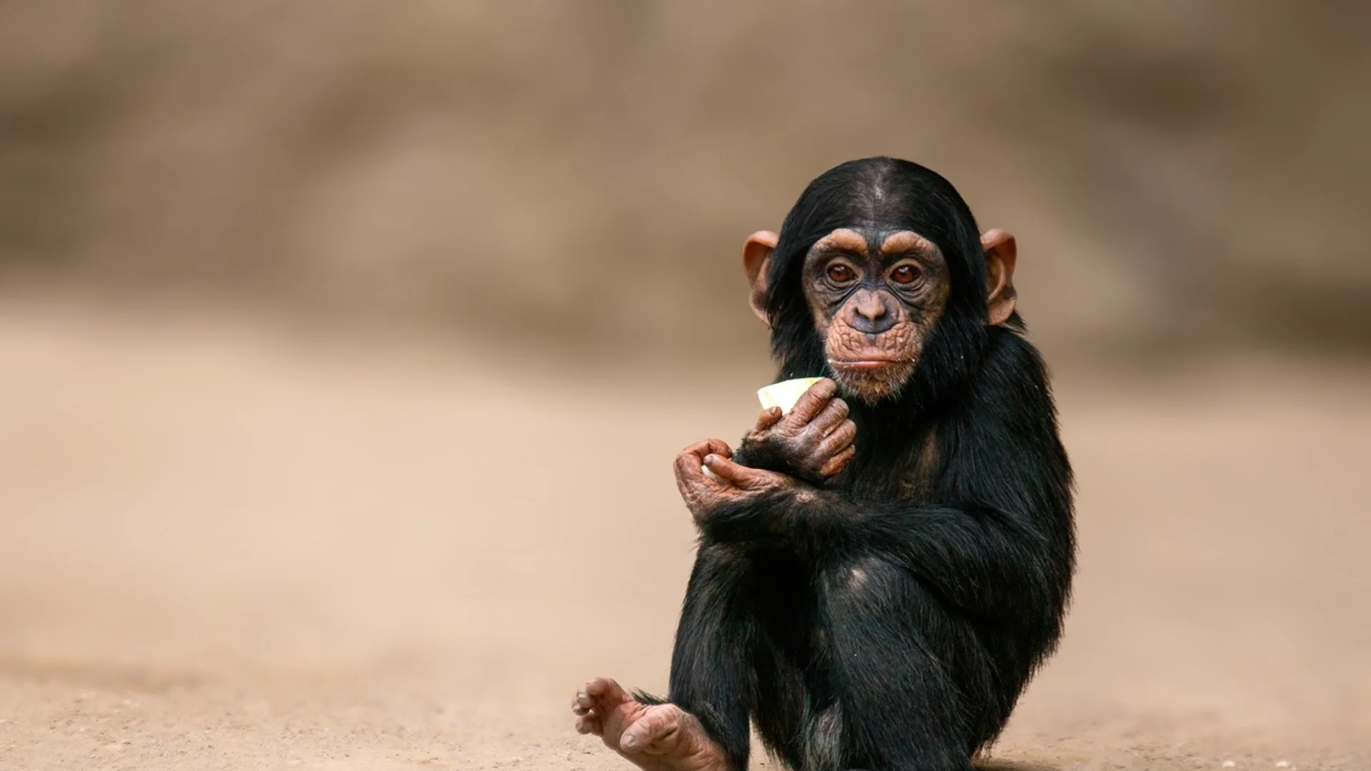 "Не се прави на маймуна": обижда ли немският език животните?