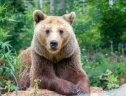 Една от деветте мечки в старозагорския зоопарк заспа зимен сън