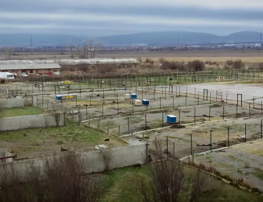 Всяко куче е от значение