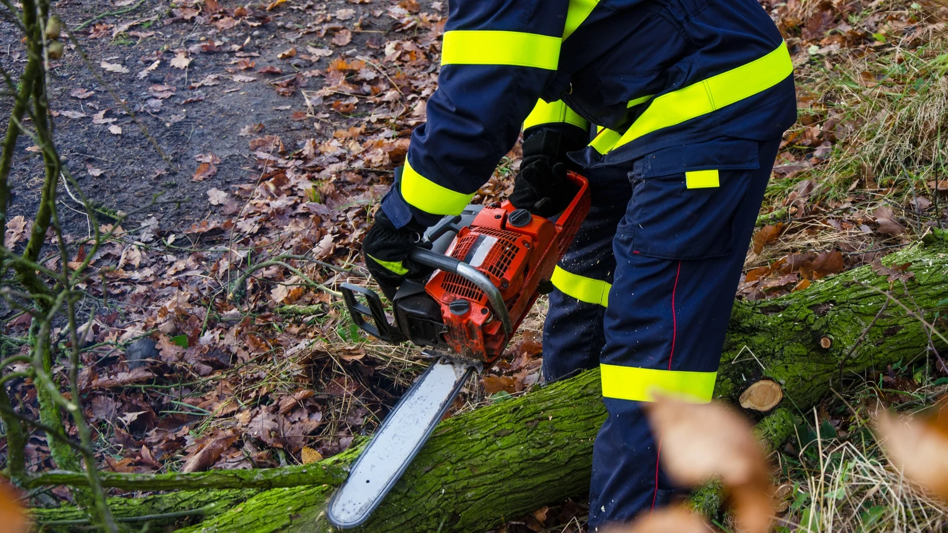 Силен вятър събори дървета в Полша, има загинали