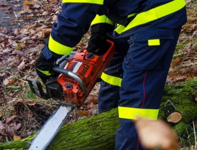 Силен вятър събори дървета в Полша, има загинали