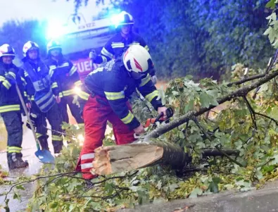 Заради лошото време: Паднали дървета в цялата страна