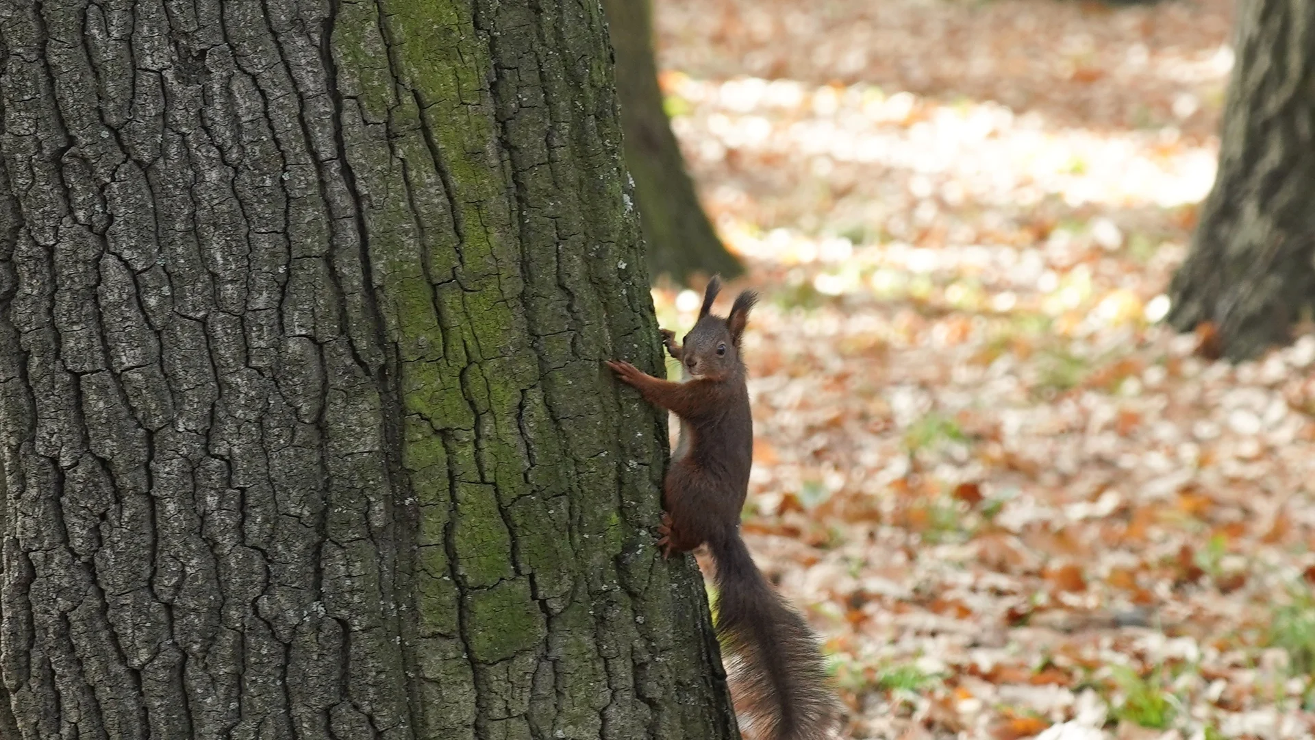 Прогноза за времето - 28 декември 2023 г. (четвъртък)