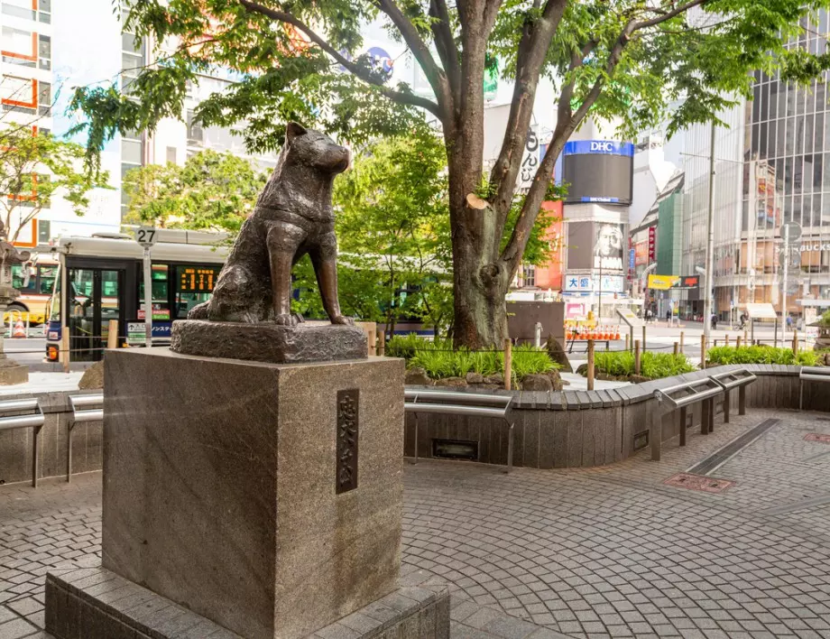100 години от рождението на Хачико - кучето, което показа на света какво е любов и вярност!