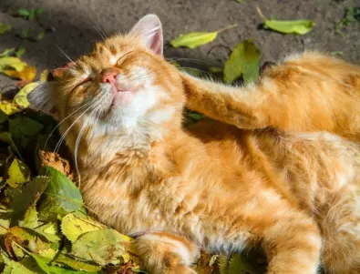 Популярно стайно растение може да убие котката ви