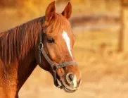 Два от конете, избягали в Лондон, са в тежко състояние