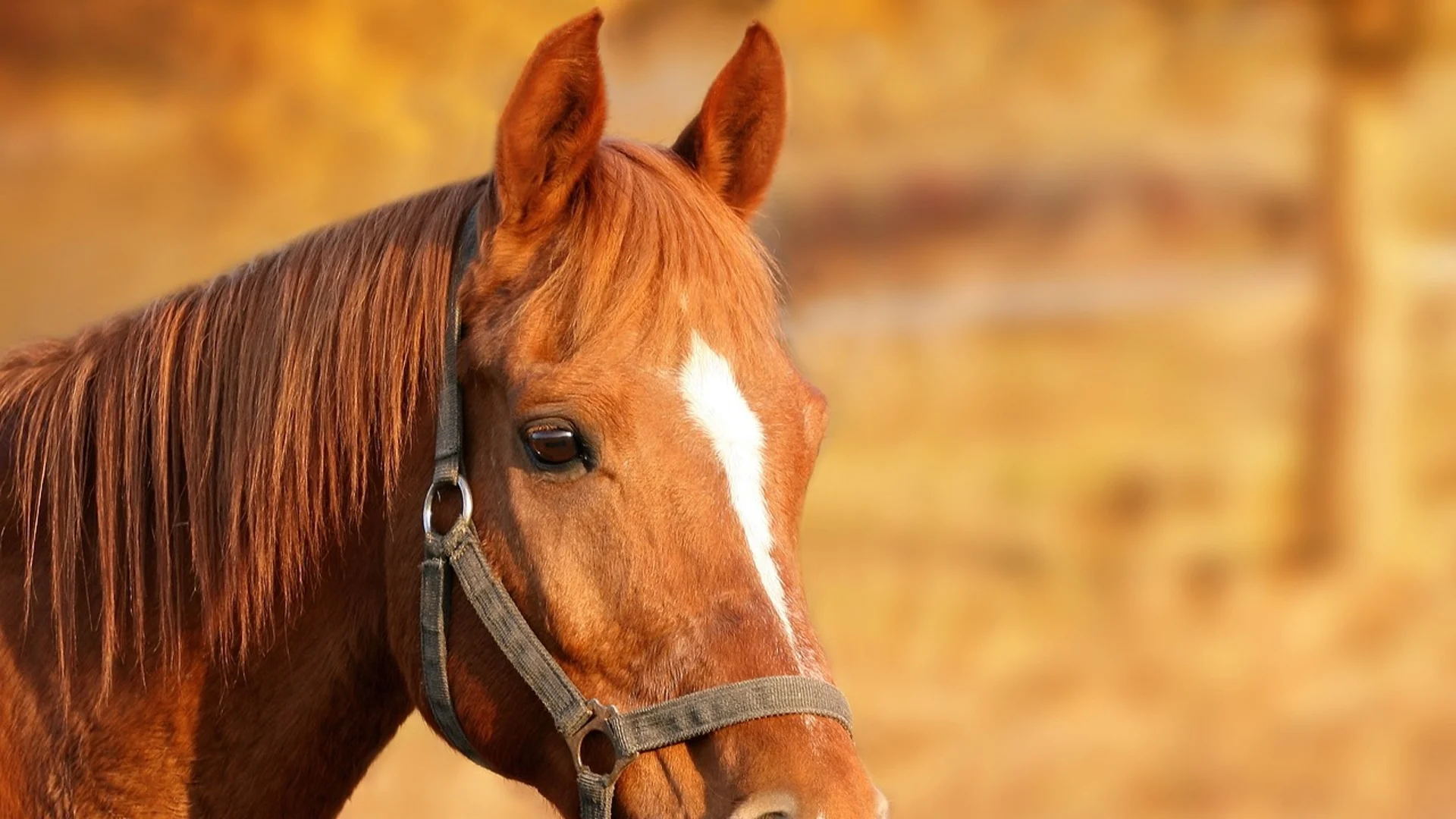 Два от конете, избягали в Лондон, са в тежко състояние