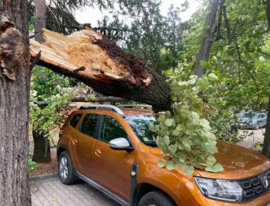 Първа жертва на ураганния вятър в София - дърво премаза автомобил с човек вътре