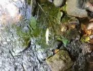 Смолян: Мъртва риба в река Черна, санкционират строителна фирма 