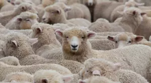 В тази страна има толкова много овце, че фермерите ги подаряват