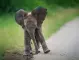 Шофьор блъсна слонче в Малайзия: вижте какво направи стадото с колата му