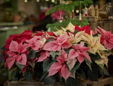 3 цветя, които цъфтят на Коледа и са идеалната украса за дома ви