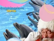 За Коледа: Делфинариумът във Варна с безплатни представления за децата