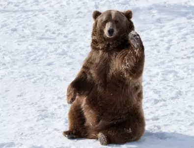 Спринтираща мечка едва не блъсна скиор в популярен курорт (ВИДЕО)