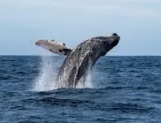 Мъртъв кит се заклещи на носа на круизен кораб (ВИДЕО)