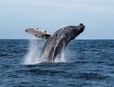 Мъртъв кит се заклещи на носа на круизен кораб (ВИДЕО)