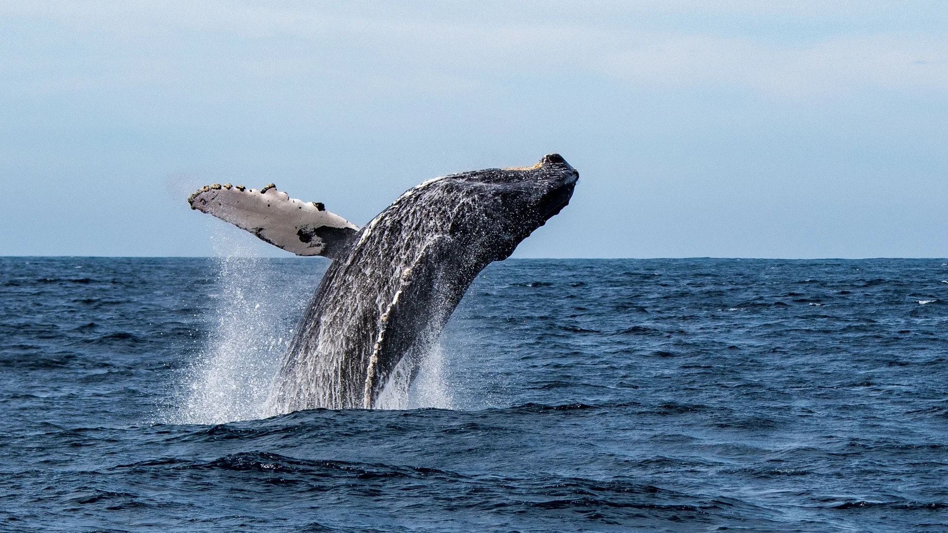 Япония засилва лова на китове
