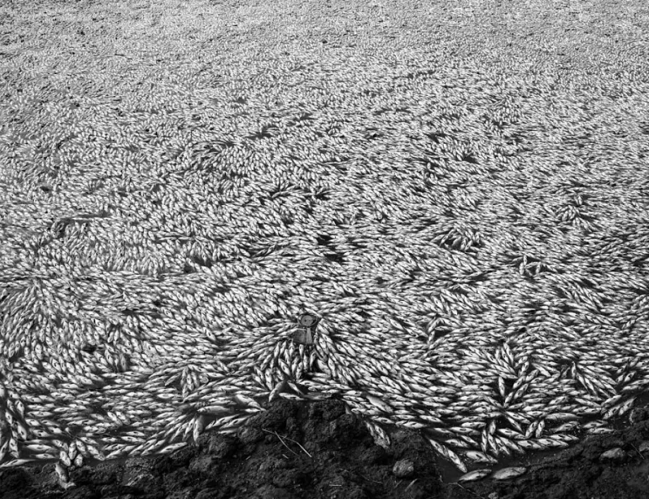 Хиляди тонове мъртва риба при Япония: Заради АЕЦ Фукушима или причините са други? (ВИДЕО)