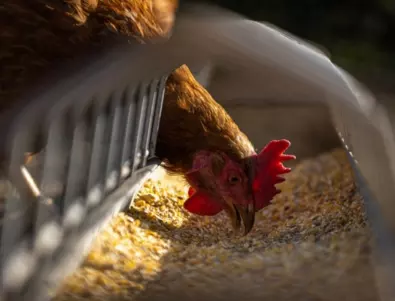 С какво да храним кокошките през зимата, за да снасят повече яйца