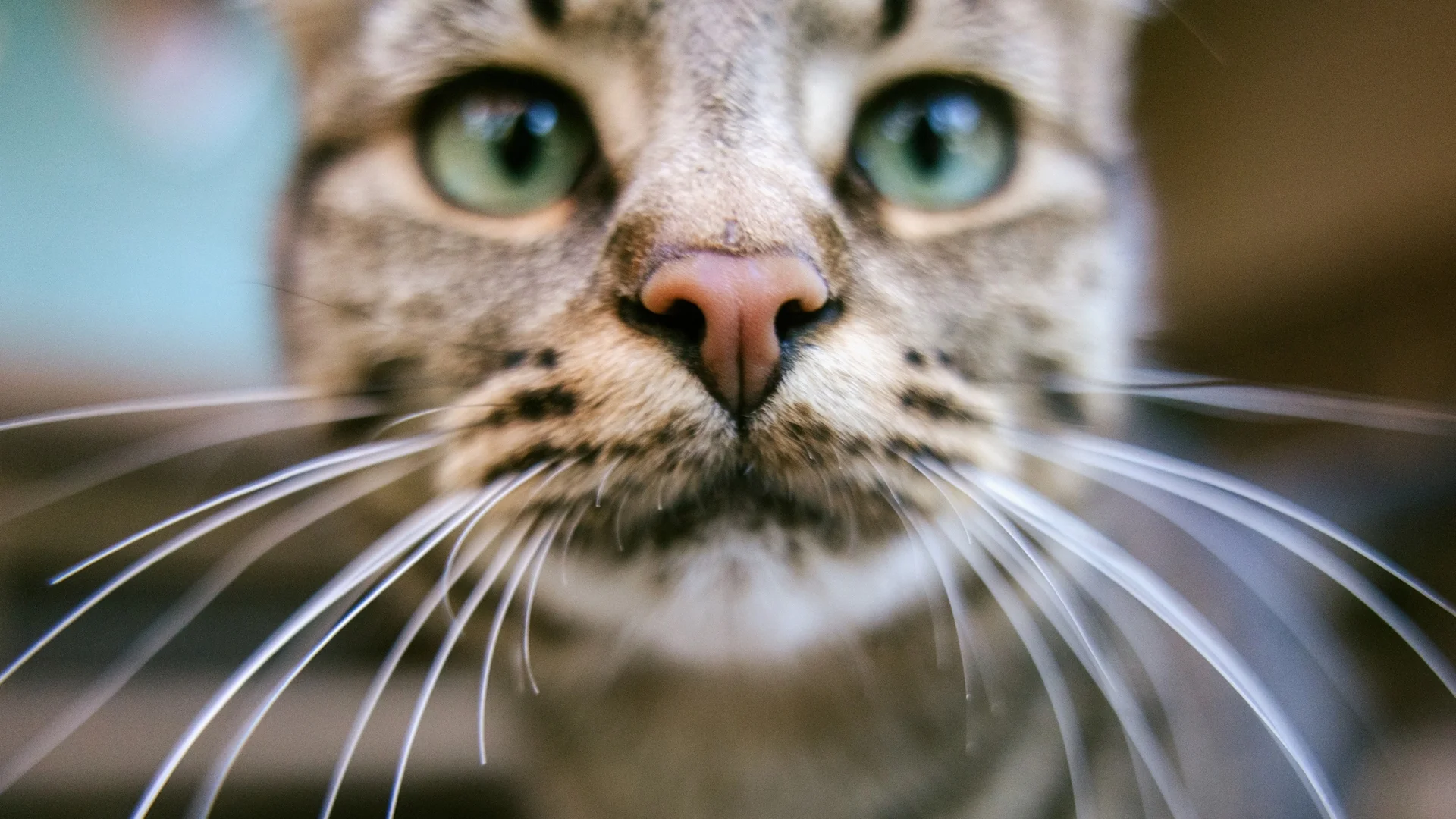 14-годишна котка постави рекорд на Гинес за най-силно мъркане (ВИДЕО)