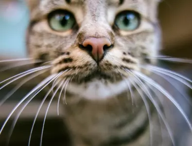 14-годишна котка постави рекорд на Гинес за най-силно мъркане (ВИДЕО)