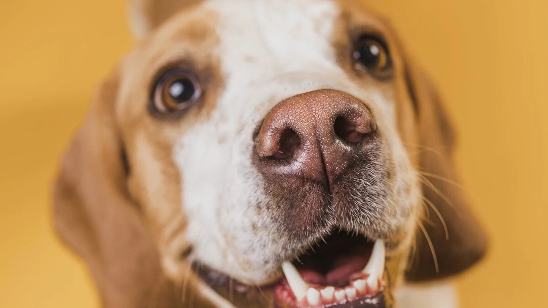 Кога сухият нос на кучето е симптом за проблем