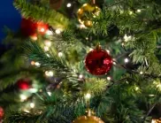 Вандализъм преди Рождество: Откраднаха елха от украсата на Перник (ВИДЕО)