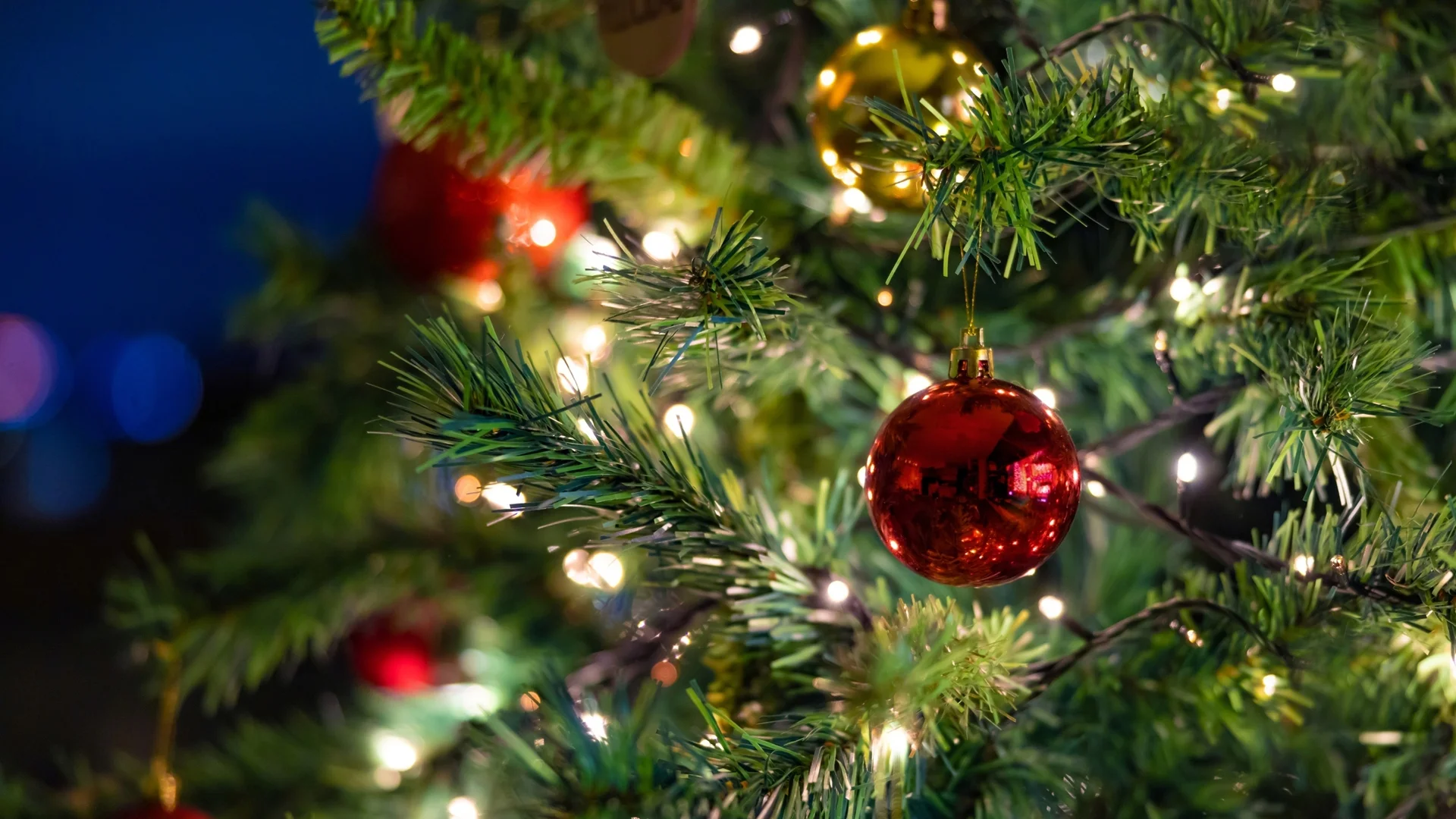 Вандализъм преди Рождество: Откраднаха елха от украсата на Перник (ВИДЕО)