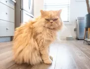 Ще се изненадате: Колко дълго може да оставите котката си сама у дома