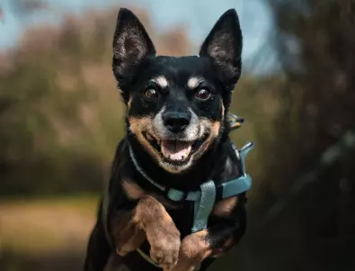 Малко куче с голяма усмивка: САЩ призна нова порода (СНИМКИ)