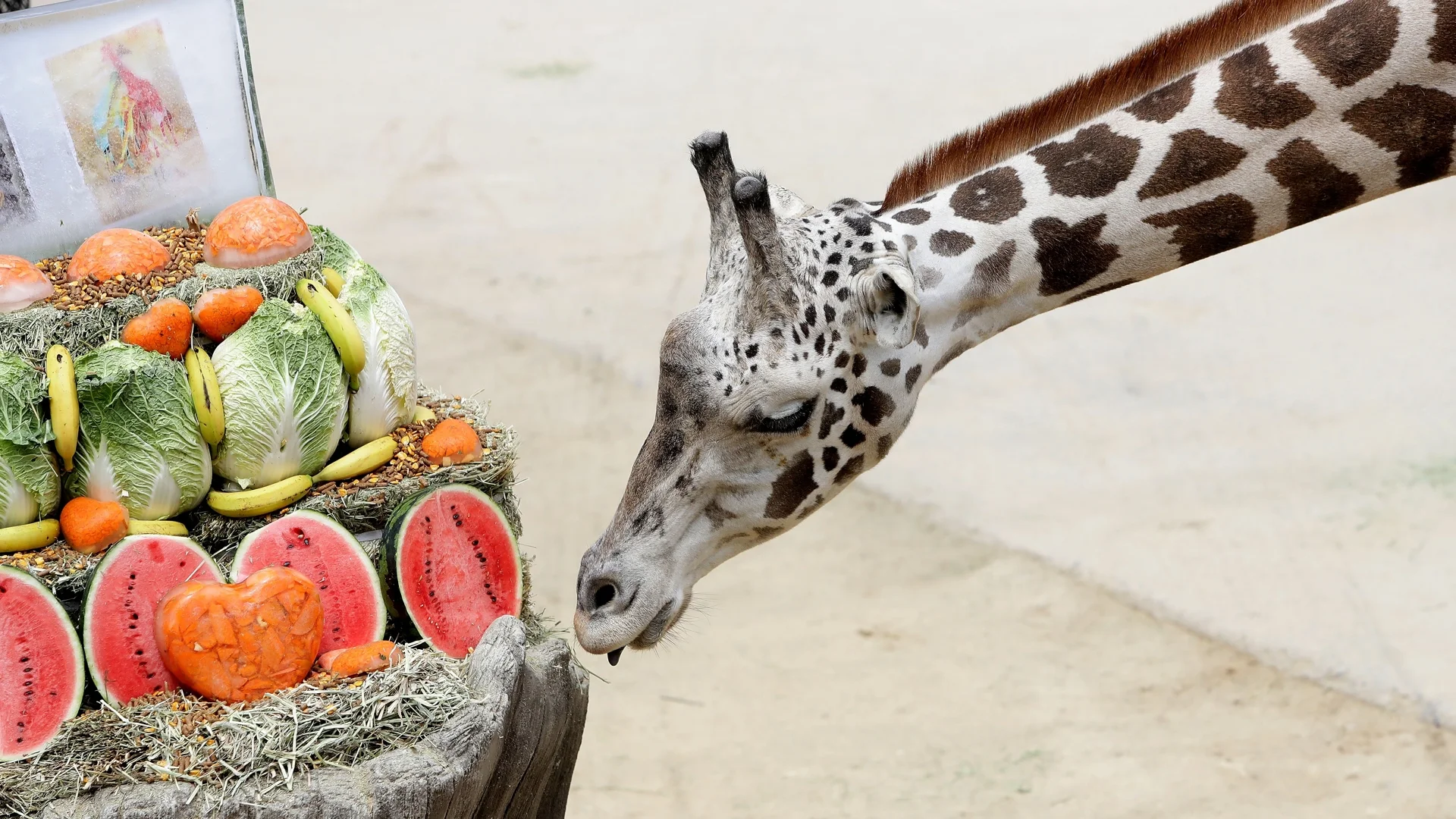 Ресторант в Китай предлага закуска в компанията на жирафи (ВИДЕО)