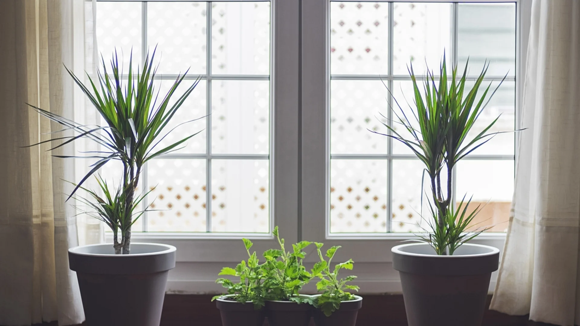 18 стайни растения, които пречистват въздуха от вредните химикали
