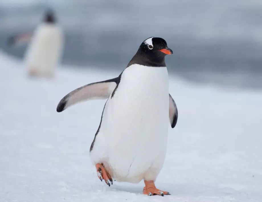 "По жицата" в Антарктика: Заснеха изключително рядък бял пингвин (ВИДЕО)