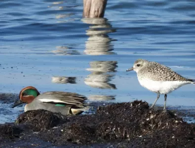 Стотици умрели морски птици са изхвърлени на френските плажове