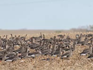 БДЗП каза колко водолюбиви птици зимуват в България (СНИМКИ)